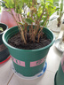 花盆绿植盆栽加厚塑料简约多肉小盆阳台客厅月季玫瑰大号家用花盆 高款2加仑(口径22cm)2个盆 不带托盘 实拍图
