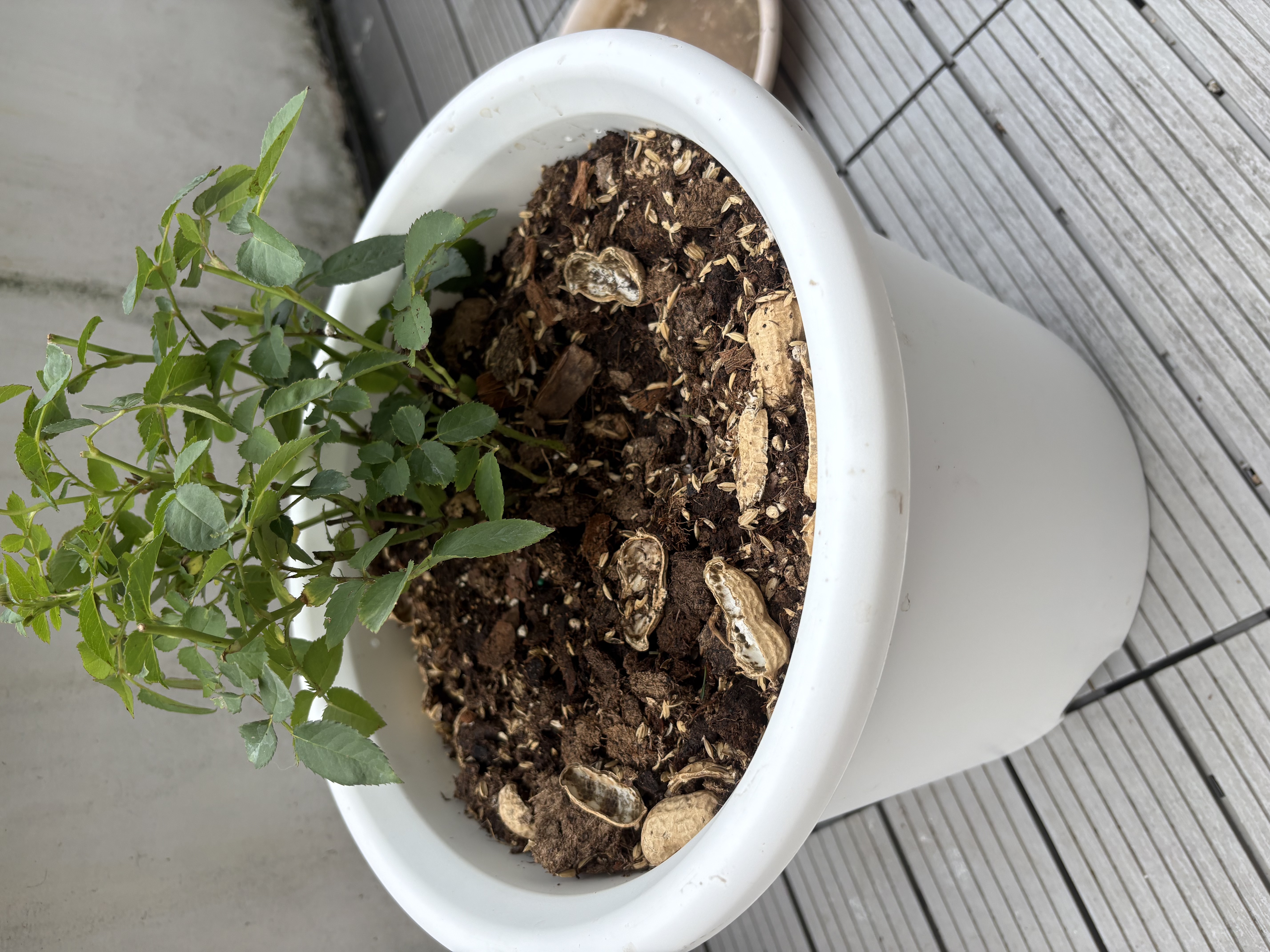 爱丽思（IRIS）Deepot花盆加厚树脂控根圆口绿萝绣球月季多肉发财树塑料加仑花盆 9号浅绿色(口径约30cm)约12L 实拍图