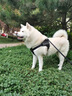 疯狂小狗中大型犬狗粮成幼犬40斤宠物边牧金毛拉布拉多鸡肉燕麦20kg囤货装 实拍图