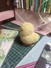 红豆A类纯棉枕套一对装全棉色织枕头套枕芯套加厚内胆套48x74cm墨绿 实拍图