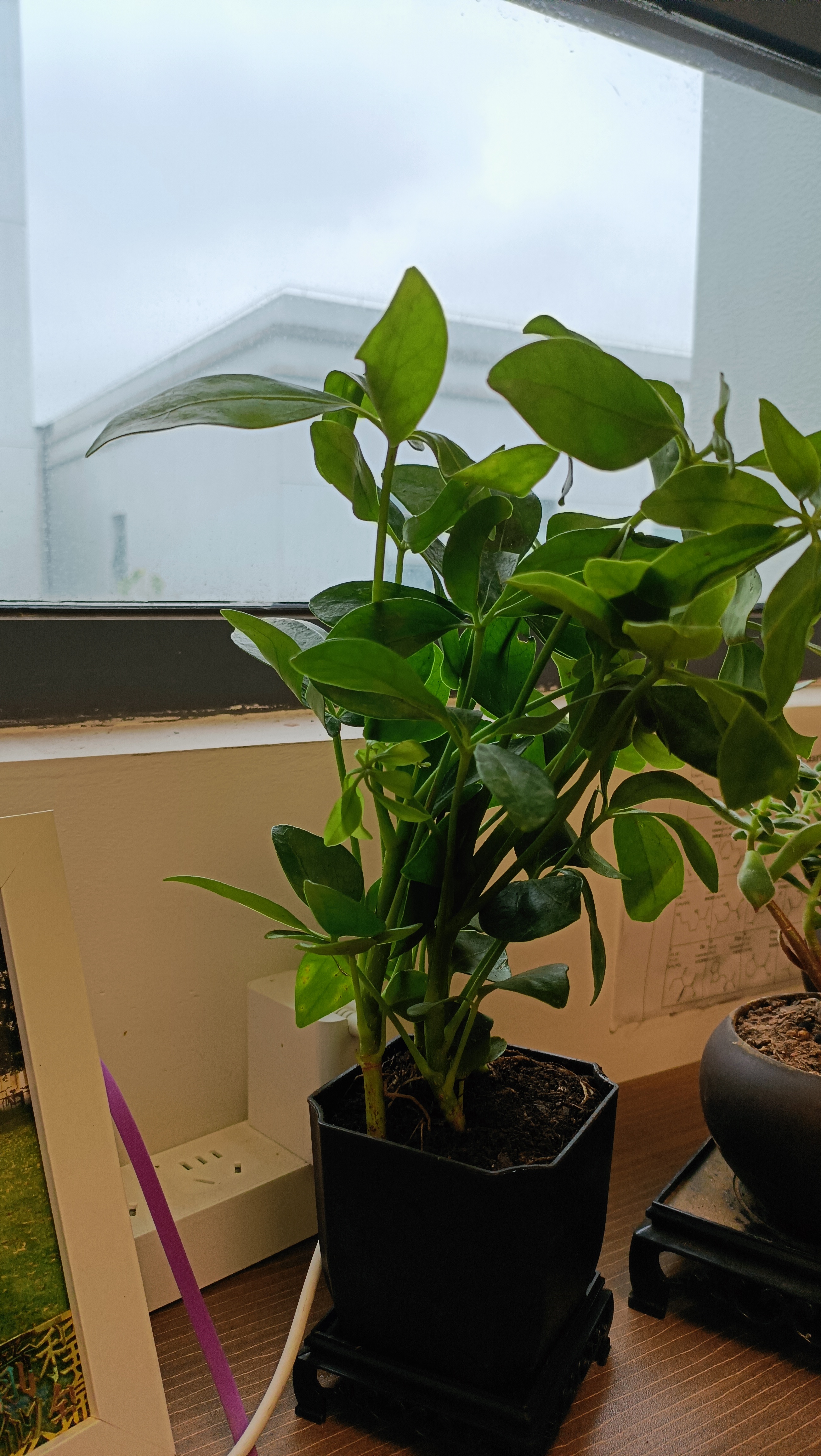 绿萝文竹九里香小叶赤楠禅意盆栽办公室桌面植物小盆景绿植花卉苗 鸭脚木+舍得盆+方底托+青苔 实拍图