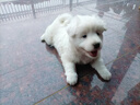 伯纳天纯经典幼犬奶糕1.5kg*3包 实拍图