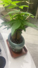 【绿萝盆栽】吸甲醛净化空气水培绿植物懒人花卉好养搬家礼物全 【新店开业】5年粗壮三杆发财树+财源滚滚陶瓷盆 整体含盆高度20-25cm 实拍图