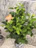 景郁春 JIRYUCUR玫瑰花苗特大花月季花苗绿植阳台盆栽蔷薇花苗果汁阳台源头直发 实拍图