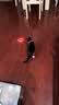 欢宠网逗猫激光笔猫玩具猫咪红外线灯逗猫棒不伤眼USB充电猫猫幼猫小猫 实拍图