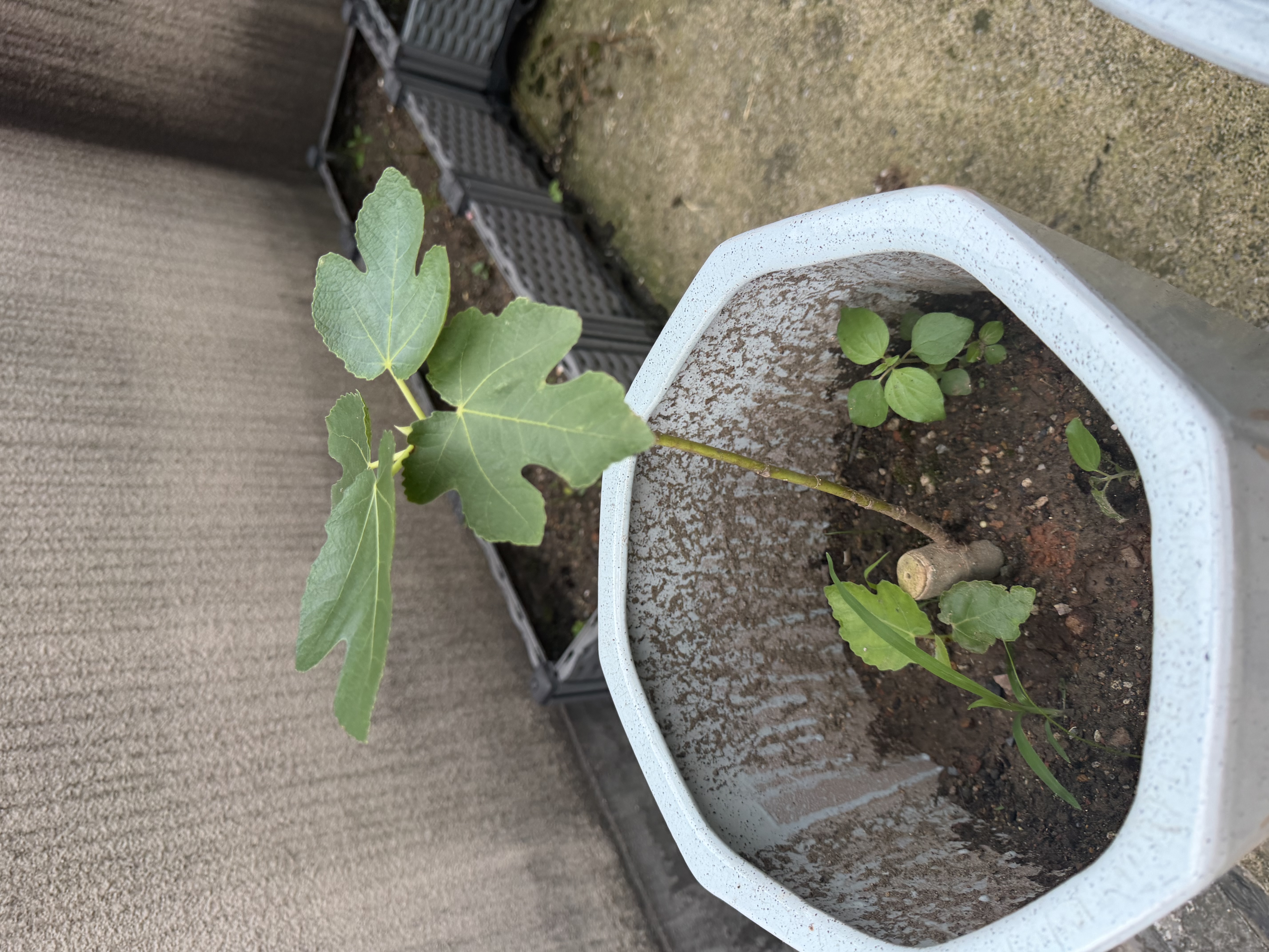 【原盆原土】波姬红无花果树苗盆栽带果特大果耐寒南北方种植地栽 1cm-1.5cm 粗 25-35cm高原盆原土 大果波姬红1盆带叶当年挂果 实拍图