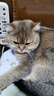 WEYES冻干鸡小胸500g桶装宠物猫狗零食肉干营养高蛋白适口性好 实拍图
