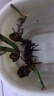 玫瑰花苗老桩绿植物盆栽月季蔷薇老根室内外阳台庭院特大花卉四季 6果汁阳台（老桩苗四季开花） 实拍图