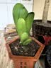 种花迷君子兰盆栽老苗带花苞四季好养多肉花卉绿植物室内圆头和尚大小苗 君子兰大苗12-14片+肥料 不含盆 实拍图