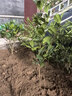 御卉阁茶花盆栽带花苞四季开花室内阳台好养浓香型山茶花树苗花卉绿植 五色赤丹(强力推荐) 4年苗【当年开花】 实拍图