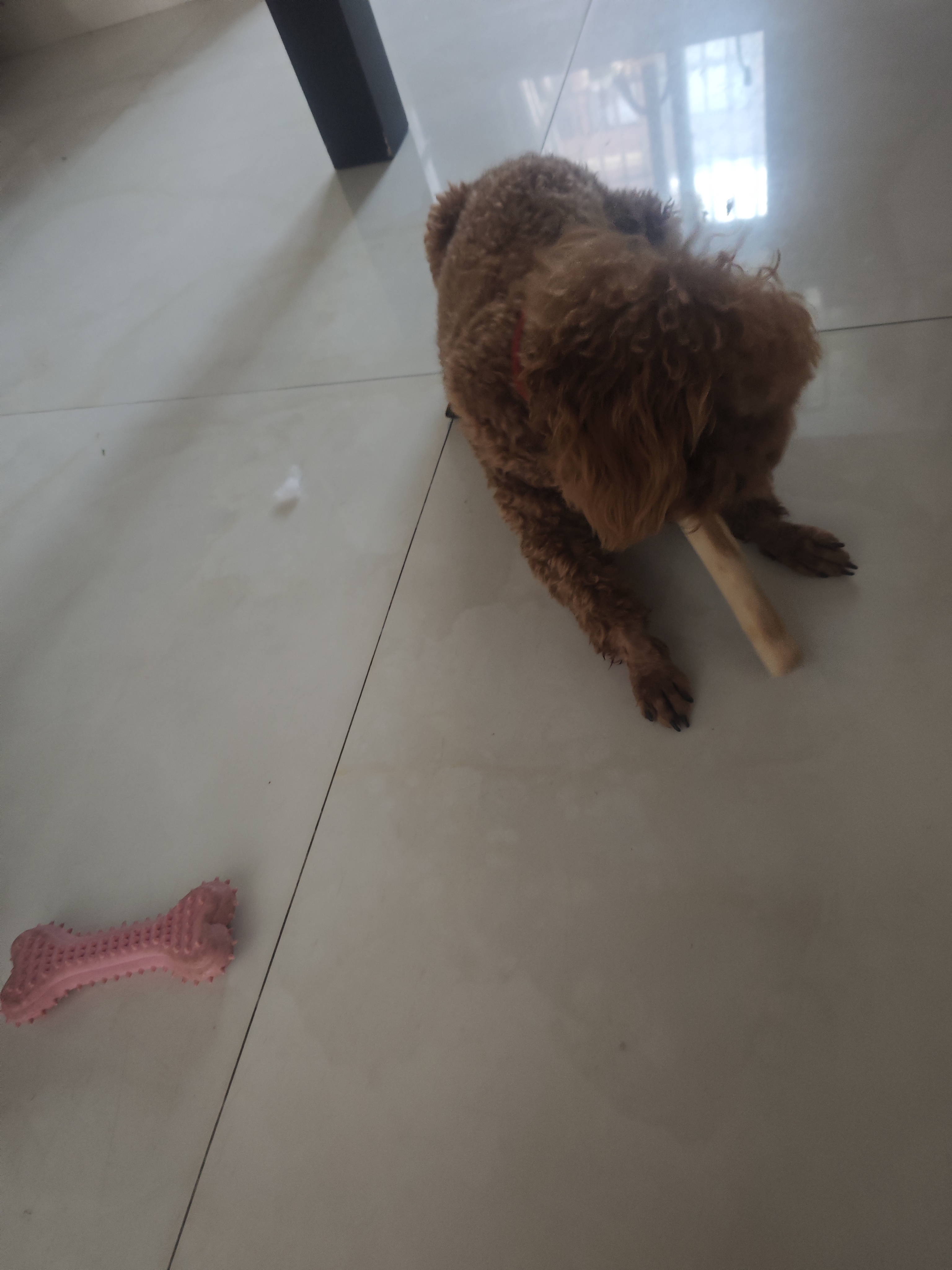 HELLOJOY咖啡木磨牙棒狗狗宠物玩具洁牙洁齿大中小型幼犬防拆家专用耐啃咬 实拍图
