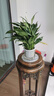 年宵花【热销款】白掌一帆风顺盆栽水培植物绿植过年装饰摆件年货 【店主推荐】特级白掌6-8株带花+早安盆+营养液 实拍图