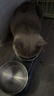 BOTH 烘焙猫粮 幼猫成猫全阶段 鸭肉梨泪痕管理 猫粮试吃200g 实拍图