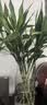 京东绿植观音竹水培植物带根花卉绿植室内盆栽带花瓶好养源头直发 实拍图
