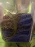 福东海大麦茶1.1kg 特级正品原味烘焙炒熟搭解腻回断苦荞奶麦芽养生茶 实拍图