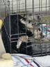 腆宠狗笼狗窝猫笼狗笼子中小型犬带厕所猫笼子大号家用室内狗围栏兔笼 实拍图