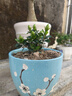 C咖美白洗面奶+清洁双管洗面奶美白淡斑控油清洁男女洁面乳 实拍图