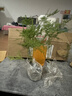 文竹盆栽绿植花卉盆景植物室内客厅水培文松云竹文竹大苗四季常青 小文竹【2棵更实惠】原土球发货 高度15-25cm 实拍图