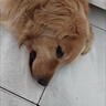 麦富迪狗粮 无谷牛肉双拼狗粮成犬 小型犬中大型犬通用15kg/30斤 实拍图