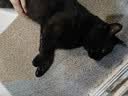 力狼（LILANG）宠物猫粮幼猫成猫零食猫湿粮猫咪猫罐头 金枪鱼+鸡肉170g*12罐 实拍图