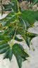 护花匠苯醚甲环唑胶囊植物杀菌剂多菌灵月季白粉枯叶黑褐斑病15粒/瓶 实拍图