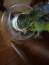 营养土通用型土壤有机种花养花土绿植种菜花肥种花种菜土 【泥炭5合一营养土】已杀菌虫2斤 实拍图
