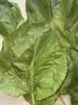 蚕菇凉 新鲜桑叶【当天发货】现摘嫩桑叶大小蚕宝宝食物纯叶片农家自种 桑叶200克【买2送1】 实拍图