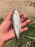 川泽鱼竿缠把带加厚防滑吸汗防水防电钓竿龙骨手把带缠绕鱼杆PU握把带 1.5米-中国红【PU+EVA记忆龙骨】 1条装【防滑耐磨】 实拍图