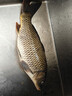 达亿瓦（DAIWA）一击 轻量鲤鱼鲫鱼草鱼罗非 进口鱼竿手杆 轻硬挺 休闲台钓 4.5m 一击F一代 45(综合)【经典一代，万人推荐】 不支持使用/试用后退换货 实拍图