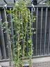 1.6米爬藤月季大苗蒂娜四季开花蔷薇基地直发【买就送扦插小苗】 藤彩虹1.6米开花爆满 送种植说明书 实拍图