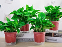京东绿植绿萝盆栽除甲醛花卉绿植办公室新房净化空气180加仑4盆装源头直 实拍图