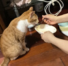 猫咪驱虫药体外驱虫狗狗去跳蚤虱子打虫药幼猫宠物非泼罗尼滴剂 体外驱虫【猫用】3支 实拍图