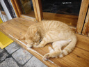 路斯冻干猫粮全价成猫幼猫粮双拼鸡肉冻干宠物猫咪天然粮 【鸡】冻干双拼猫粮2kg*5袋 实拍图