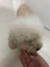 HELLOJOY宠物猫狗梳子猫毛狗狗毛梳子去浮毛脱毛猫咪梳毛刷神器大型犬用品 实拍图