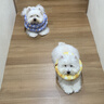 麦富迪狗粮 藻趣儿狗粮幼犬粮牛肉螺旋藻 呵护肠胃2.5kg 实拍图