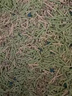 pidan猫砂 纯豆腐猫砂2.4kg*4包强力吸臭不易带出 可冲厕所非膨润土砂 实拍图