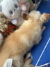 比瑞吉狗粮小型犬成犬粮泰迪贵宾俱乐部系列山药果寡糖促消化橄榄油2kg 实拍图