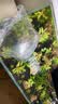 鱼官儿观赏虾工具虾草缸米虾淡水樱花虾水晶虾除藻虾活体水草莫斯 小号观赏虾A套餐 实拍图