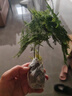 文竹盆栽绿植花卉盆景植物室内客厅水培文松云竹文竹大苗四季常青 文竹+舍得陶瓷盆+塑料圆底托 高度15-25cm 实拍图