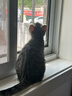 KONOKO宠物除臭剂猫咪猫砂抑菌除螨去尿味狗狗除臭喷雾臭味生物酶分解剂 实拍图
