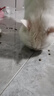 网易严选全价猫粮4.0 宠物主粮成幼猫咪食品滋补营养乳鸽乌鸡 试吃50g*2 实拍图