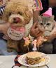 京东京造宠物免洗手套猫咪狗狗专用湿巾去味洗澡幼犬干洗清洁除臭抑菌20片 实拍图