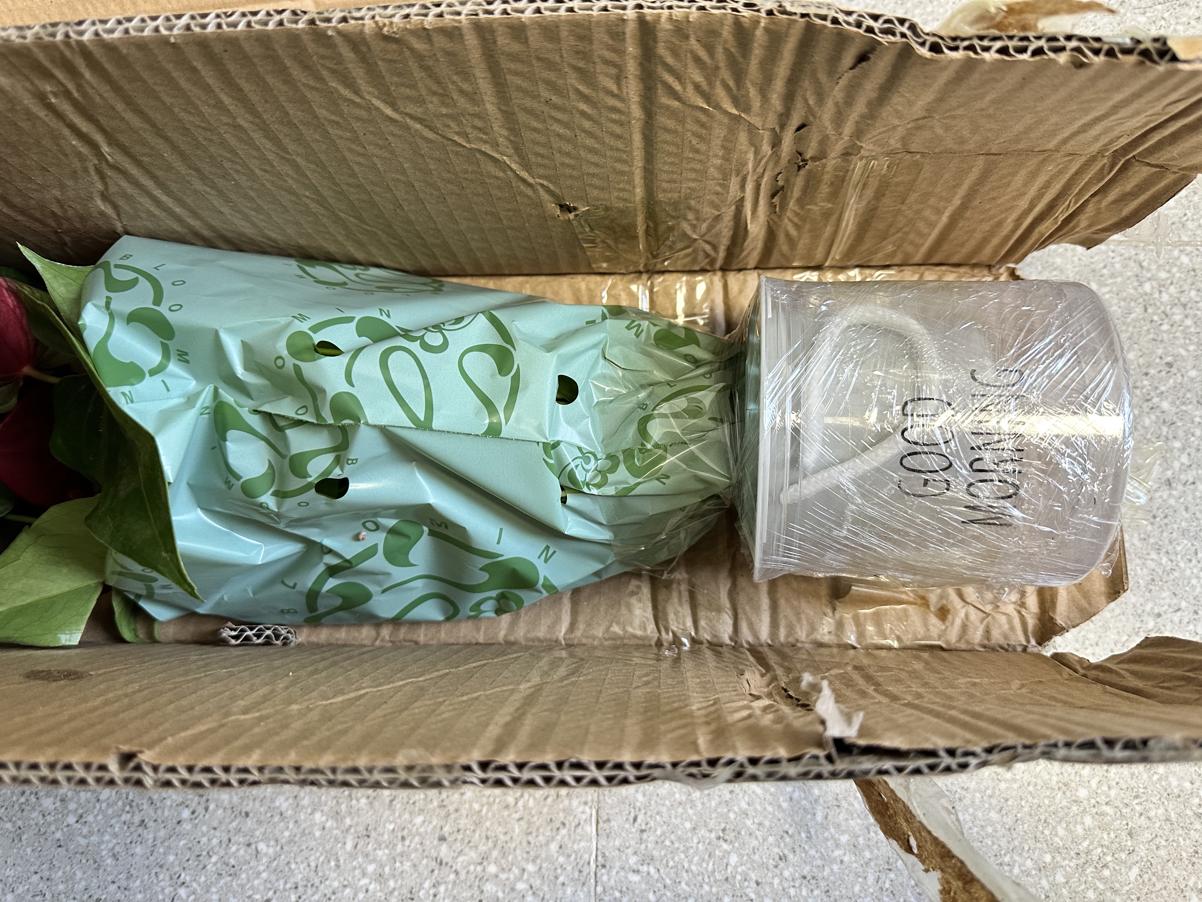 红掌盆栽白粉掌一帆风顺带花特大号花卉室内客厅面水培植物好养 约30cm2盆红掌-2个早安盆 带盆栽好 实拍图