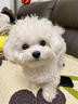 皇家狗粮 幼犬狗粮 宠物 小型犬 MIJ31 全价犬粮 2-10月 2KG 实拍图