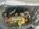 腆宠狗笼狗窝猫笼狗笼子中小型犬带厕所猫笼子大号家用室内狗围栏兔笼 实拍图