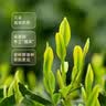 京东京造×浙茶【2026新茶】明前特级西湖龙井50g绿茶茶叶自己喝送礼盒 实拍图
