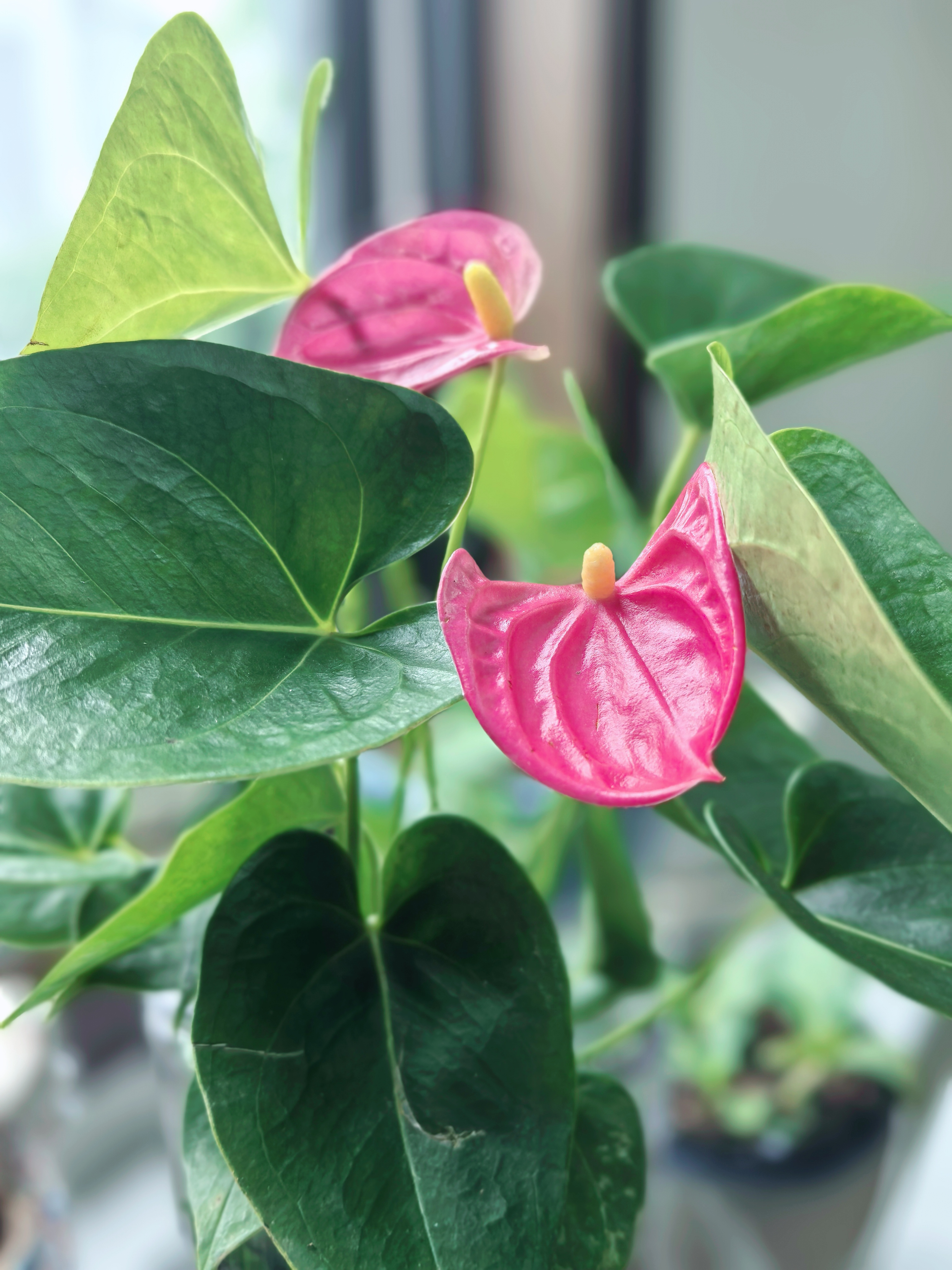 红掌盆栽白粉掌一帆风顺带花特大号花卉室内客厅面水培植物好养 约30cm粉掌-U型玻璃 带盆栽好 实拍图