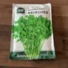 北蔬 小叶香菜种子苗浓香芫荽四季蔬菜籽 寒圣1号小叶香菜籽种子250g 实拍图
