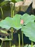 生喜朗玻璃花瓶透明插花瓶干花仿真花假花富贵竹水培容器客厅装饰摆件 实拍图