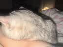 MAG猫用金乳钙液体钙猫咪补钙幼猫孕猫老年猫宠物钙片胶囊100粒 实拍图